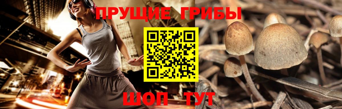 Псилоцибиновые грибы Cubensis Красноармейск